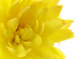 Yellow flower in macro
