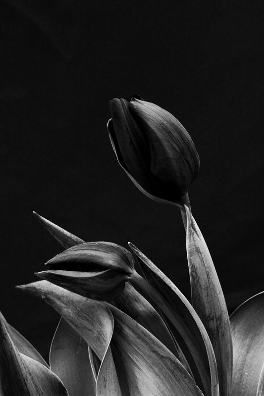 Tulipani filtro blu