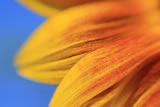 Girasole