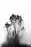 Albero con foglie