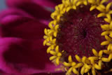 Ancora Lensbaby