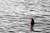 Boa rossa in mare nero