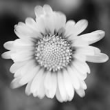 Daisy with Lensbaby