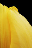 Yellow tulip