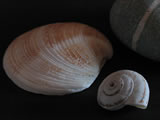 Shells and rock