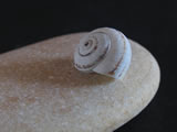 Conchiglia su sasso