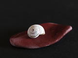 Conchiglia su sasso rosso