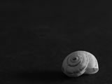 Conchiglia solitaria