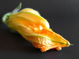 Flower of zucca