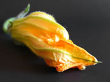 Fiore di zucca