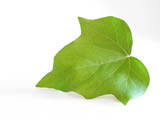 Leaf of ivy of white