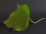 Leaf of ivy on black
