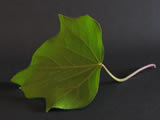 Foglia d'edera su nero