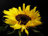 Girasole