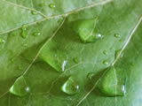 Drops on a leaf of ivy