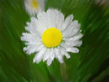 Margherite