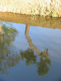 Riflessi di un albero