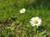 Two daisies