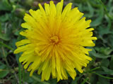 Yellow flower