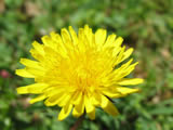 Fiore giallo 2