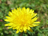 Yellow flower 2