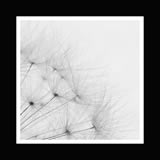 Soffione in bianco e nero