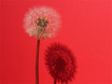 Flower with red paper background