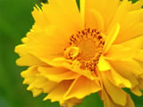 Yellow flower