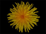 Yellow flower