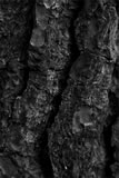 Corteccia in bianco e nero