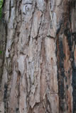 Corteccia nel parco della Versiliana