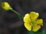 Small yellow flowers