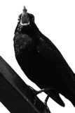 Talking blackbird