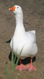 This goose look at me
