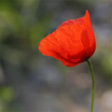 Poppy with transparences