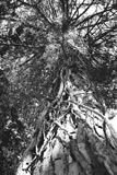 Pino e rampicanti in bianco e nero