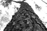 Perspective pine tree