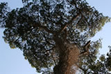 Pine tree in the park of the Versiliana