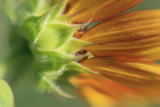Girasole